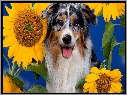 Słonecznika, Pies, Kwiaty